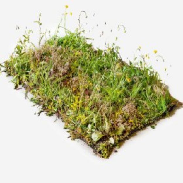 Bilde av Blomstereng 