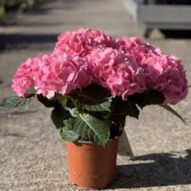 Bilde av Hortensia