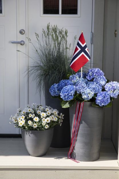 Bilde av 17.mai-blomster
