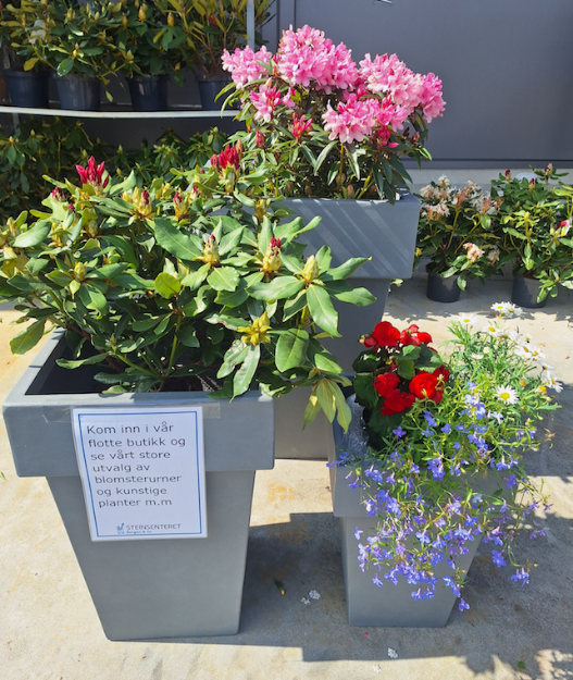 Bilde av Sommerblomster