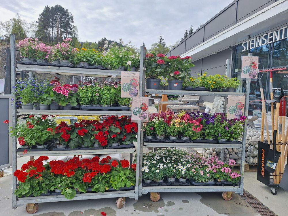 Blomst